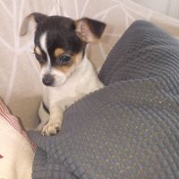 Chihuahua a reserver #3