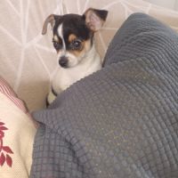Chihuahua a reserver #4