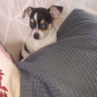 Chihuahua a reserver #5