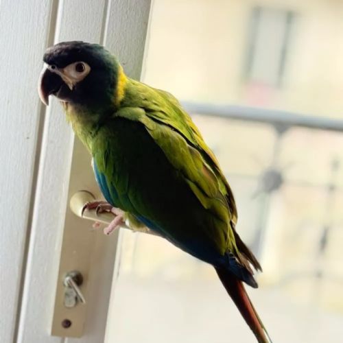 Ara à collier jaune