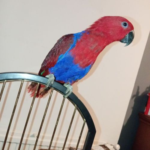 Eclectus femelle eam de 5 mois #1