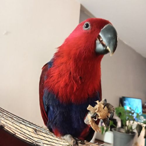 Eclectus femelle eam de 5 mois #0