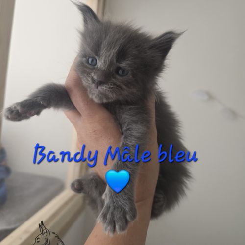 Chaton maine coon #3