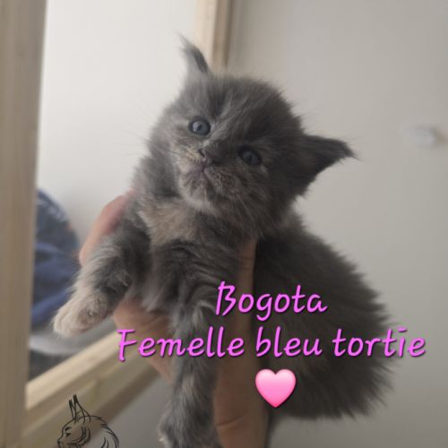 Chaton maine coon #5