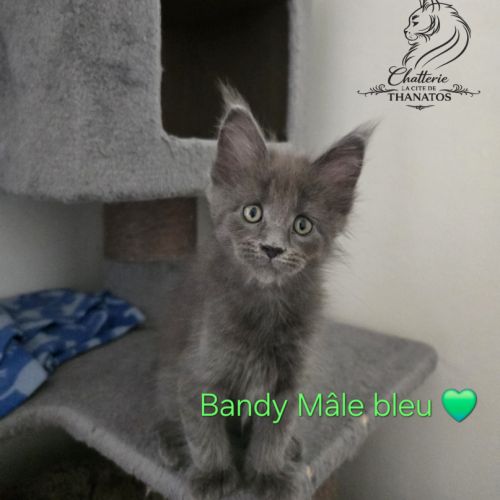 Chaton maine coon
