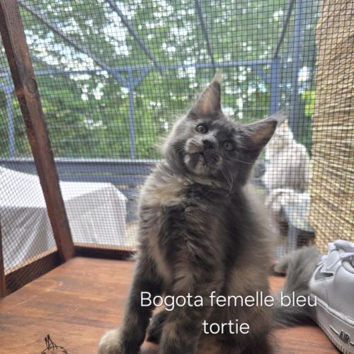 Chaton maine coon