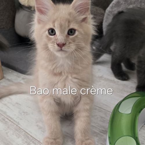 Chaton maine coon #4