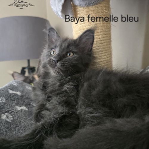 Chaton maine coon #5