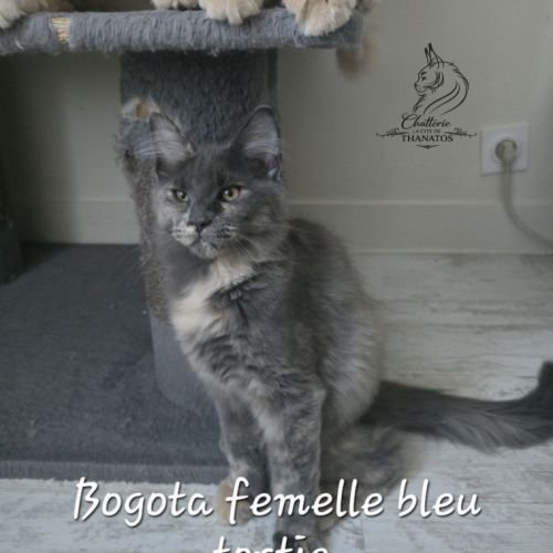 Chaton maine coon #3