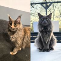 Chaton maine coon #1