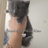 Chaton maine coon