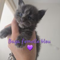 Chaton maine coon #4