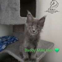 Chaton maine coon