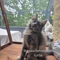 Chaton maine coon