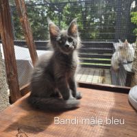 Chaton maine coon #3