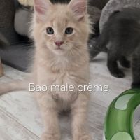 Chaton maine coon #4
