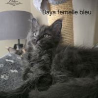 Chaton maine coon #5