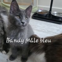 Chaton maine coon