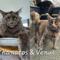 Chaton maine coon