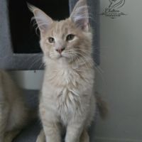 Chaton maine coon #2