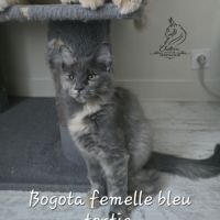 Chaton maine coon #3