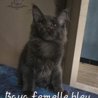Chaton maine coon #4