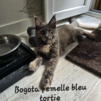 Chatons maine coon
