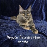 Chatons maine coon
