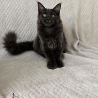 Chatons maine coon