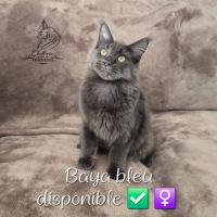 Chaton maine coon
