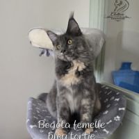 Chaton maine coon