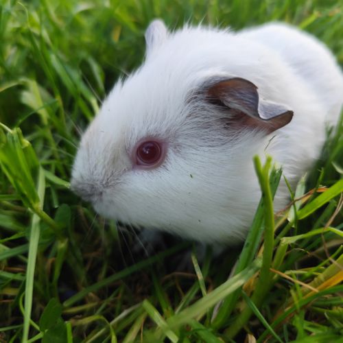 Bébé cochon d'inde mâle #1