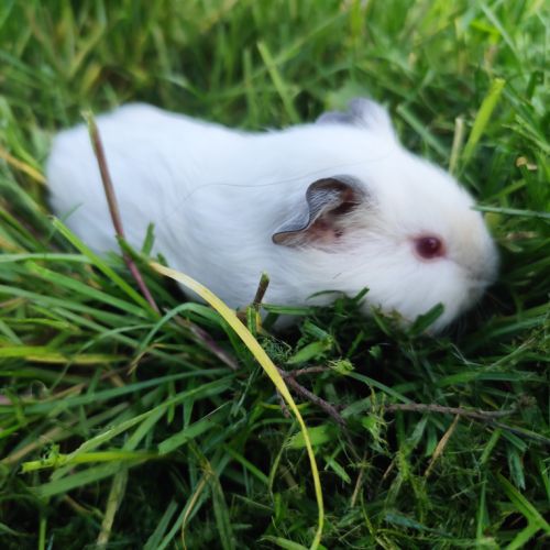 Bébé cochon d'inde mâle