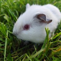 Bébé cochon d'inde mâle #1