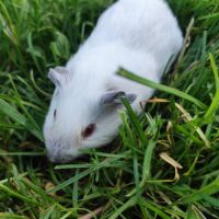 Bébé cochon d'inde mâle #2