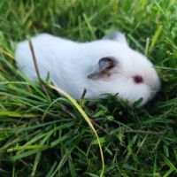 Bébé cochon d'inde mâle #0