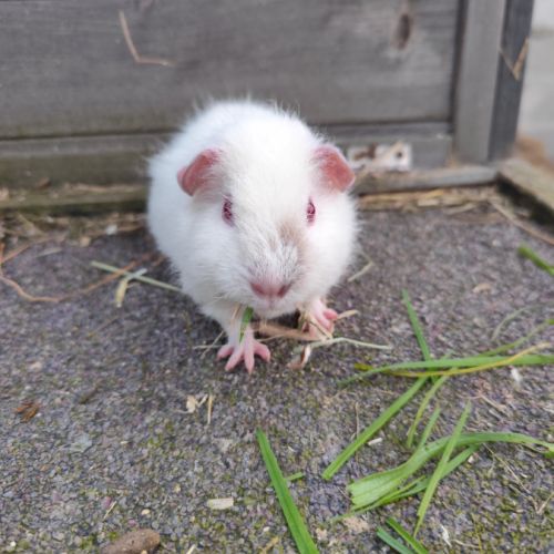 Bébé cochon d'inde femelle