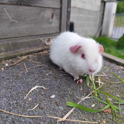 Bébé cochon d'inde femelle #3