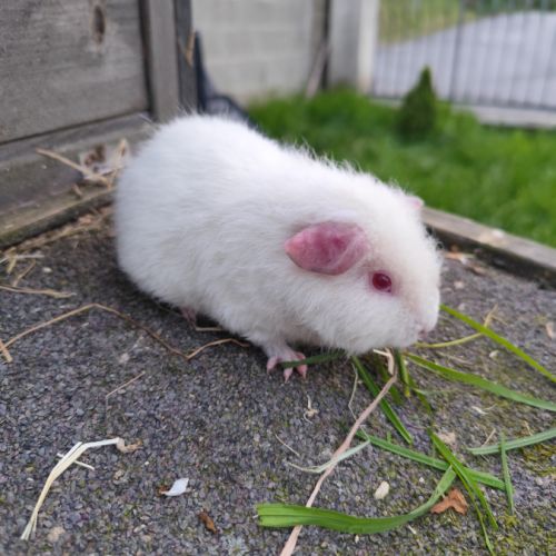 Bébé cochon d'inde femelle #4