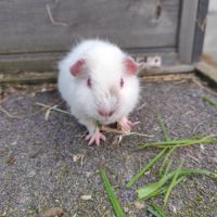 Bébé cochon d'inde femelle