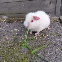 Bébé cochon d'inde femelle #2