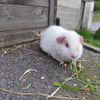 Bébé cochon d'inde femelle #3