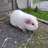 Bébé cochon d'inde femelle #4