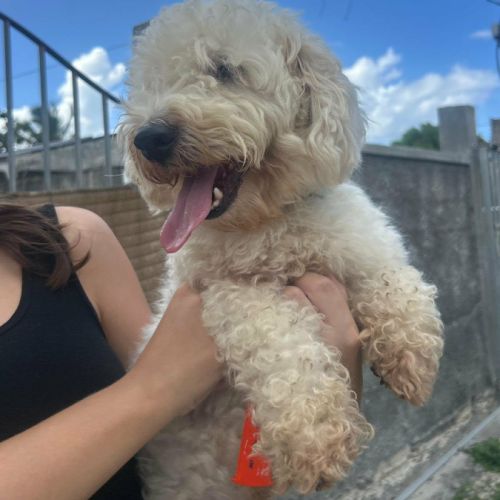 Harry bichon d'amour #4