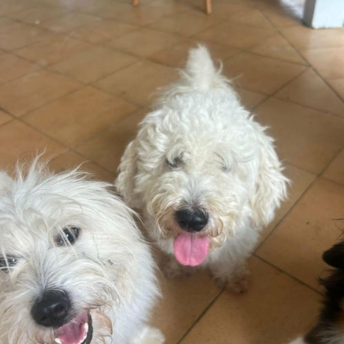 Harry bichon d'amour #7