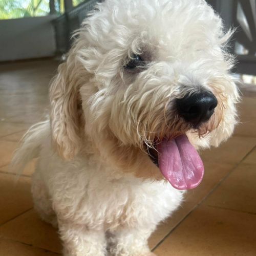 Harry bichon d'amour #8