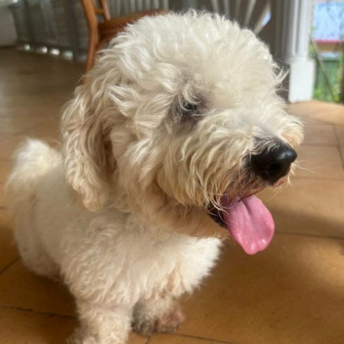 Harry bichon d'amour #9