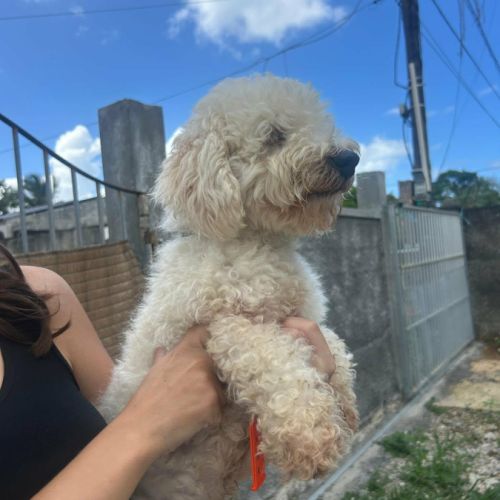 Harry bichon d'amour #10