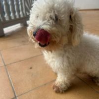 Harry bichon d'amour #1