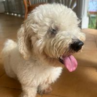 Harry bichon d'amour #9